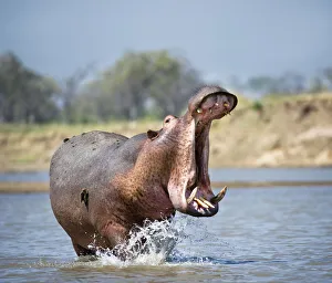 Adult male Hippopotamus (Hippopotamus amphibius) posturing in agressive yawn behaviour
