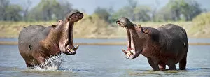Adult male Hippopotamuses (Hippopotamus amphibius) posturing in agressive yawn behaviour