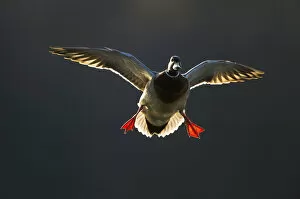 An adult male Mallard (Anas platyrhynchos) comes in to land, backlit by evening sunlight