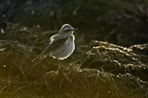 Images Dated 10th April 2011: Adult male Northern wheatear (Oenanthe oenanthe) with ruffled plumage feeding