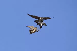 Adult male Peregrine falcon (Falco peregrinus) food passing a Feral pigeon (Columba