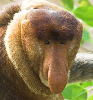 Flick Solitaire - Nick Garbutt Gallery: Adult male Proboscis Monkey {Nasalis larvatus} head portrait, mangrove forest, Bako NP, Sarawak