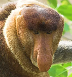 Adult male Proboscis Monkey {Nasalis larvatus} head portrait, mangrove forest, Bako NP, Sarawak, Borneo