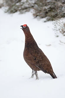 Images Dated 10th February 2010: Adult male Red Grouse (Lagopus lagopus scoticus) in snow, Cairngorms NP, Scotland