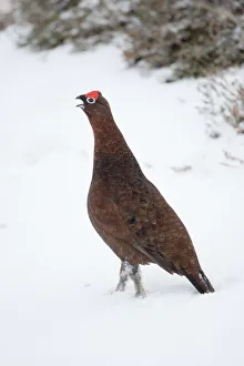 Adult male Red Grouse (Lagopus lagopus scoticus) in snow, Cairngorms NP, Scotland
