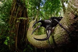 Danum Valley Prints: Adult male three-horned rhinoceros beetle (Chalcosoma moellenkampi) in rainforest understory