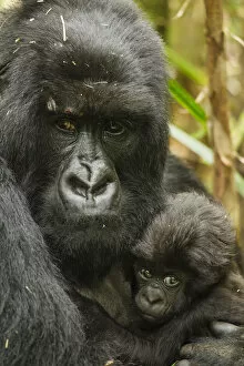 Affectionate Gallery: Adult Mountain gorilla (Gorilla beringei beringei) holding baby, Hirwa group, Volcanoes