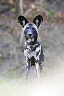 Images Dated 9th March 2012: Adult Painted hunting dog / African wild dog (Lycaon pictus) on the banks of the Luangwa River