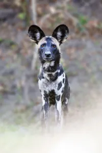 Adult Painted hunting dog / African wild dog (Lycaon pictus) on the banks of the Luangwa River, South Luangwa National Park, Zambia, October