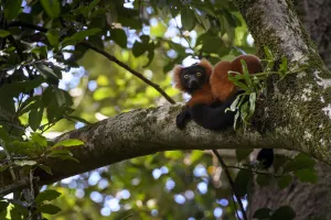 Tree Canopies Prints: Adult Red Ruffed Lemur (Varecia rubra) resting in rainforest canopy. Masoala National Park