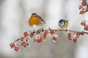 Images Dated 8th December 2010: Adult Robin (Erithacus rubecula) and adult Blue tit (Parus caeruleus) in winter