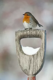 Images Dated 8th December 2010: Adult Robin (Erithacus rubecula) perched on spade handle in the snow in winter, Scotland