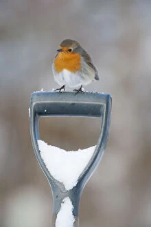 Adult Robin (Erithacus rubecula) perched on spade handle in the snow in winter, Scotland