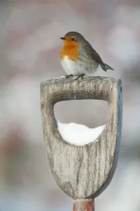 Adult Robin (Erithacus rubecula) perched on spade handle in the snow in winter, Scotland
