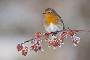 Adult Robin (Erithacus rubecula) in winter, perched on twig with frozen crab apples