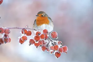Songbirds Prints: Adult Robin (Erithacus rubecula) in winter