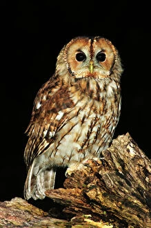 Black Background Gallery: Adult tawny owl perching on dead tree. Dorset, UK August 2012