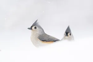 Two adult Tufted titmice (Baeolophus bicolor) surrounded by snow, winter, New York, USA