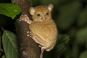 Nick Garbutt Gallery: Adult Western / Horsfields tarsier (Tarsius bancanus) in forest understorey at night