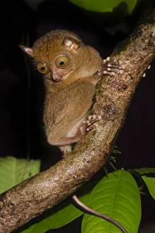 Adult Western / Horsfields tarsier (Tarsius bancanus) in forest understorey at night
