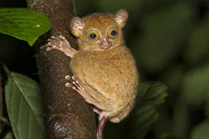 Nick Garbutt Prints: Adult Western / Horsfields tarsier (Tarsius bancanus) in forest understorey at night