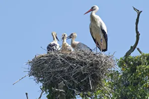 Adult White stork (Ciconia ciconia) standing beside three large chicks on their nest