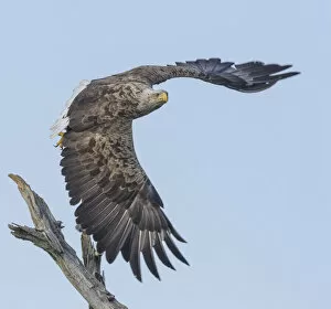 Adult Gallery: Adult White-tailed eagle (Haliaeetus albicilla) taking off from its perch, Finland. July