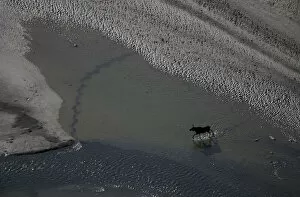 Alces Alces Gallery: Aerial of a European elk / Moose (Alces alces) crossing sand spit in the Rapadalen valley