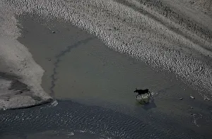 Aerial of a European elk / Moose (Alces alces) crossing sand spit in the Rapadalen valley