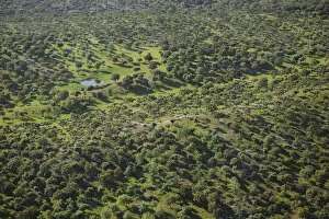 Aerial image of Dehesa forest, Salamanca Region, Castilla y Leon, Spain, May 2011