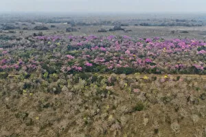 Aerial landscape of Cerrado with flowring Pink Trumpet Trees / Pink Lapacho (Handroanthus