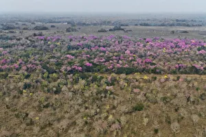 Dry Season Prints: Aerial landscape of Cerrado with flowring Pink Trumpet Trees / Pink Lapacho (Handroanthus