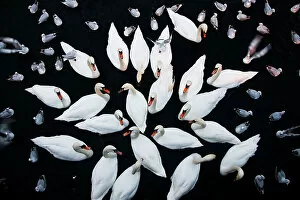 February 2023 Highlights Gallery: Aerial shot of a group of Mute swans (Cygnus olor) and gulls wintering together, Zurich, Switzerland