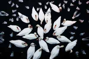 Elevated View Prints: Aerial shot of a group of Mute swans (Cygnus olor) and gulls wintering together