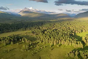 National Park Gallery: Aerial view over Abernethy forest and mountains at dawn, Cairngorms National Park, Scotland, UK