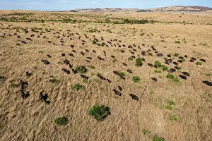 Savanna Prints: Aerial view of African buffalo (Syncerus caffer) herd on the plains
