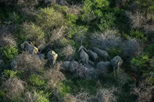 Marakele Np Prints: Aerial view of African elephant (Loxodonta africana) herd standing in bushes