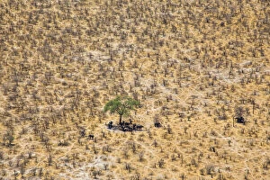 African Elephant Gallery: Aerial view of African elephants (Loxodonta africana) looking for the shade under