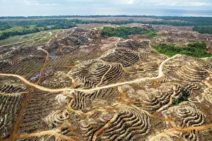 Environmental Issues Prints: Aerial view of area of rainforest deforestation for Oil palm plantation
