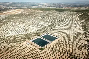 Fruit Prints: Aerial view of artificial water ponds (dangerous for wildlife) among intensive olive tree plantations
