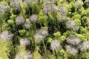 Fagales Prints: Aerial view of Aspen (Populus tremula) and Birch (Betula pendula)