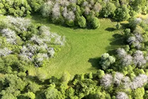 Fagales Prints: Aerial view of Aspen (Populus tremula) and Birch (Betula pendula)