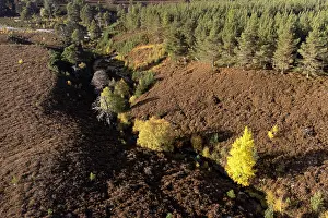 Malpighiales Prints: Aerial view of Aspen (Populus tremula) trees in autumn growing in sheltered ravine