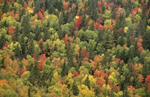 Autumn Gallery: Aerial view of autumn mixed forest tree canopy, Laurentides forest, Quebec, Canada