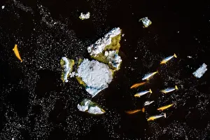 Aerial View Prints: Aerial view of Beluga whales (Delphinapterus leucas) hunting among sea ice as it breaks up in late spring