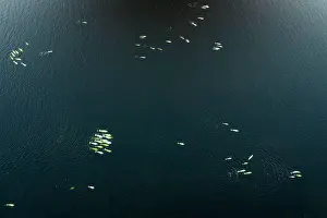 Aerial View Prints: Aerial view of Beluga whales (Delphinapterus leucas) swimming in pods