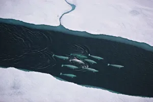 Aerial view of Beluga whales (Delphinapterus leucas) travelling up lead, Lancaster Sound