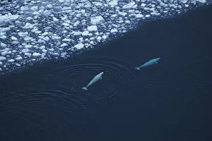 Aerial view of two Beluga / White whale {Delphinapterus leucas} swimming near ede of ice