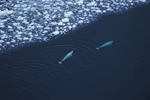 Whale Prints: Aerial view of two Beluga / White whale {Delphinapterus leucas} swimming near ede of ice