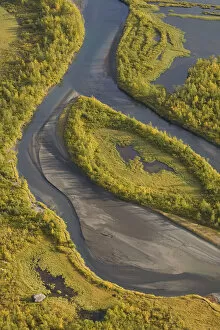 Aerial view of Birch trees (Betula sp) growing in the Laitaure delta, Sarek National Park